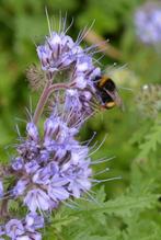 Zaden Phacelia tanacetifolia, Ophalen of Verzenden, Zaad