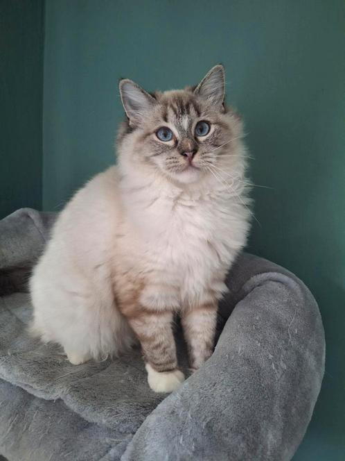 Ragdoll poes (9md) met stamboom + fokrecht, Dieren en Toebehoren, Katten en Kittens | Raskatten | Langhaar, Poes, 0 tot 2 jaar