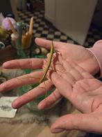 Wandelende takken, Dieren en Toebehoren, Insecten en Spinnen, Wandelende tak