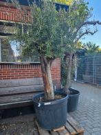 Grote olijfbomen 250cm+ dikke grillige stam, Tuin en Terras, Planten | Bomen, Volle zon, Ophalen of Verzenden, 100 tot 250 cm