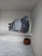 Lieve canaria duivin, Dieren en Toebehoren, Vogels | Duiven, Vrouwelijk, Kropper