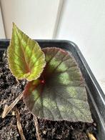 Begonia Cathayana, Overige soorten, In pot, Minder dan 100 cm, Groene kamerplant