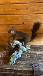 Opgezette dieren taxidermie mancave, Ophalen of Verzenden, Zo goed als nieuw, Wild dier, Opgezet dier