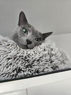 Ervaren Blauwe Rus Kater beschikbaar voor dekkingen, 0 tot 2 jaar