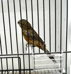 Te Koop TWA TWA Jong Man 2025, Dieren en Toebehoren, Vogels | Overige Vogels, Mannelijk, Wildzangvogel, Geringd