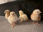 Columbia wyandotte kriel kuikens, Dieren en Toebehoren, Pluimvee, Geslacht onbekend, Kip