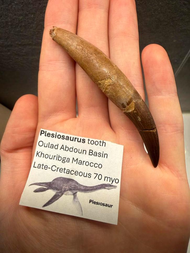 kwaliteit volledig gewortelde Plesiosaurus tand - 9cm, Verzamelen, Mineralen en Fossielen, Fossiel, Ophalen of Verzenden