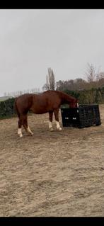 Kunststof Palletbox / Bigbox, Doe-het-zelf en Verbouw, Kratten en Dozen, Ophalen of Verzenden