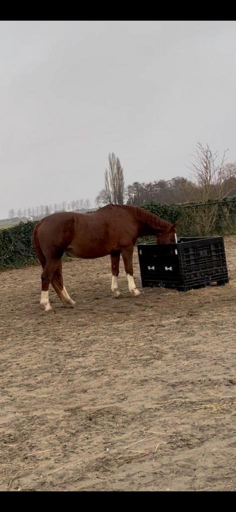 Kunststof Palletbox / Bigbox, Doe-het-zelf en Verbouw, Kratten en Dozen, Ophalen of Verzenden