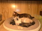 Bengaal kittens snow lynx, Dieren en Toebehoren, Katten en Kittens | Overige Katten, Poes