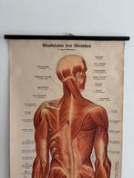Antieke anatomische wantkaart, Ferdinand Schreibers ca. 1880, Ophalen of Verzenden, Natuur en Biologie