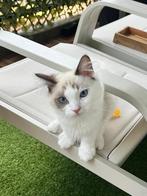 Luna & Ramo Ragdoll - zoeken samen een nieuw thuis, Dieren en Toebehoren, Katten en Kittens | Raskatten | Langhaar, Meerdere dieren