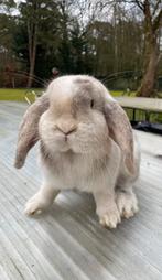 Franse hangoren div mooie kleuren, Dieren en Toebehoren, Konijnen, Meerdere dieren, Groot