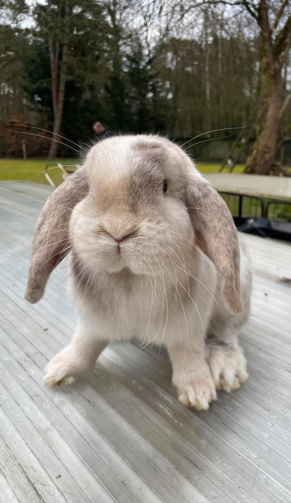 Franse hangoren div mooie kleuren, Dieren en Toebehoren, Konijnen, Groot, Meerdere dieren