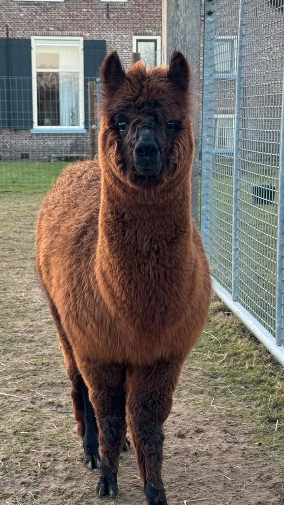 Alpaca hengst - halstermak - rustig, Dieren en Toebehoren, Overige Dieren, Mannelijk, Juni