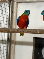 Turquoisine roodbuik, Dieren en Toebehoren, Meerdere dieren, Parkiet, Geringd