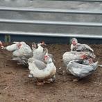 muskus eenden isabell kleur, Dieren en Toebehoren, Pluimvee, Meerdere dieren, Eend