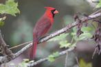 Man rode kardinaal geringd 2023 zangvogel, Mannelijk, Geringd, Tropenvogel