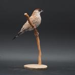 Ceresamadine, Dieren en Toebehoren, Vogels | Overige Vogels, Mannelijk, Tropenvogel, Geringd