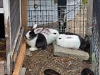 Lotharinger x Dwerg hangoor baby konijntjes, Dieren en Toebehoren, Meerdere dieren, Groot, Hangoor, 0 tot 2 jaar