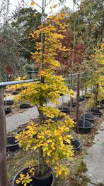 Beuk, Tuin en Terras, Ophalen, Beukenhaag, 100 tot 250 cm
