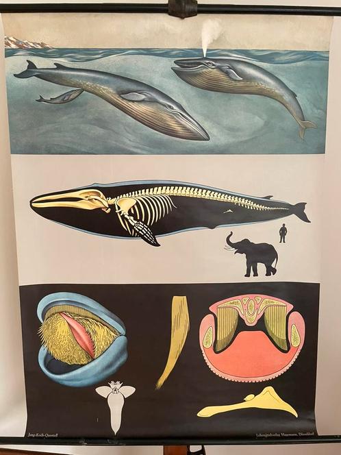 Schoolplaat van de Blauwe Vinvis door Jung-Koch-Quentell, Antiek en Kunst, Antiek | Schoolplaten, Natuur en Biologie, Ophalen of Verzenden