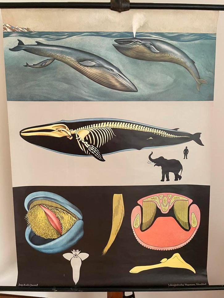 Schoolplaat van de Blauwe Vinvis door Jung-Koch-Quentell, Antiek en Kunst, Antiek | Schoolplaten, Natuur en Biologie, Ophalen of Verzenden