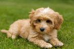 Prachtige Mini Doodle Pups 🩵💗, Dieren en Toebehoren, Honden | Chihuahua's en Gezelschapshonden, Nederland, Overige rassen, CDV (hondenziekte)