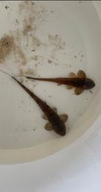 Rineloricaria cf Sanga, Vis
