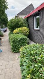 Tuinman, Ophalen of Verzenden