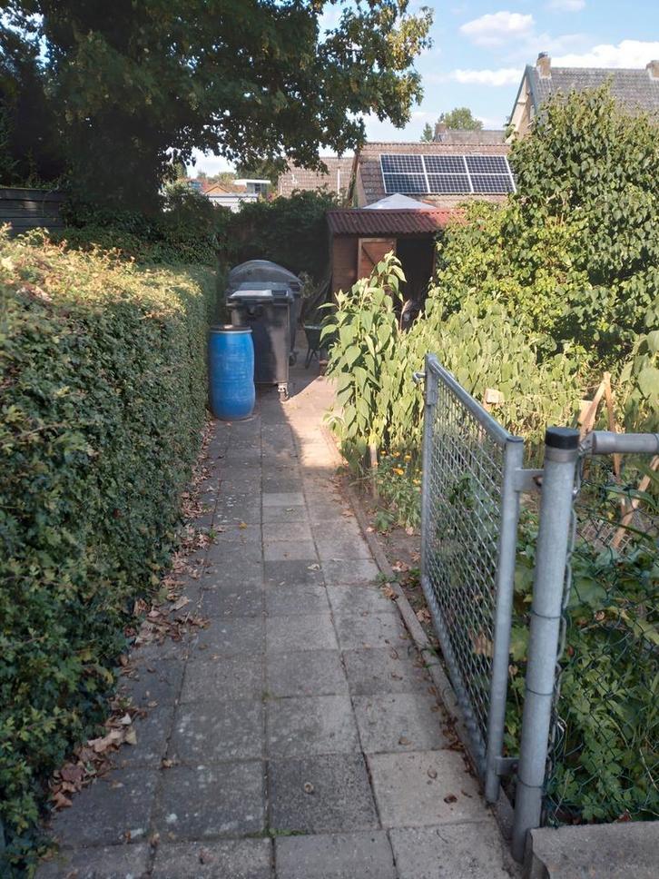 planten ruil / verkoop bij Z.D.S., Tuin en Terras, Planten | Bomen, Overige soorten, Minder dan 100 cm, Volle zon, Zomer, In pot