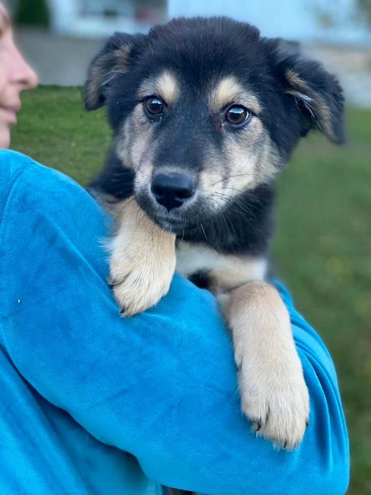 Spoed!! Opvanggezinnen gezocht. Winter op komst!, Dieren en Toebehoren, Honden | Niet-rashonden, Middel, Meerdere dieren, Particulier
