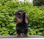 Kaninchen ruwhaar teckel teefje zeer klein 7 maanden, Dieren en Toebehoren, Honden | Teckels en Dashonden, Kaninchen, Particulier