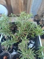 Rozemarijn, Tuin en Terras, Planten | Tuinplanten, Ophalen, Volle zon, Groenteplanten, Eenjarig