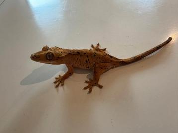 Super dalmatier wimpergekko beschikbaar voor biedingen