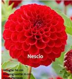 Dahlia te Koop, Tuin en Terras, Knol, Ophalen of Verzenden, Voorjaar, Volle zon