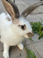 duitse reus voedster, Dieren en Toebehoren, Konijnen, Vrouwelijk, Groot, 0 tot 2 jaar