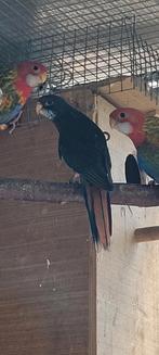 Mooie mutatie rosella.s., Dieren en Toebehoren, Vogels | Parkieten en Papegaaien, Mannelijk, Parkiet, Geringd