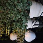 NIEUW PINE TREE 1.50 HOOG, Ophalen of Verzenden, Nieuw