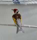 Putter / distelvink Major Pheo man, Dieren en Toebehoren, Vogels | Overige Vogels, Meerdere dieren