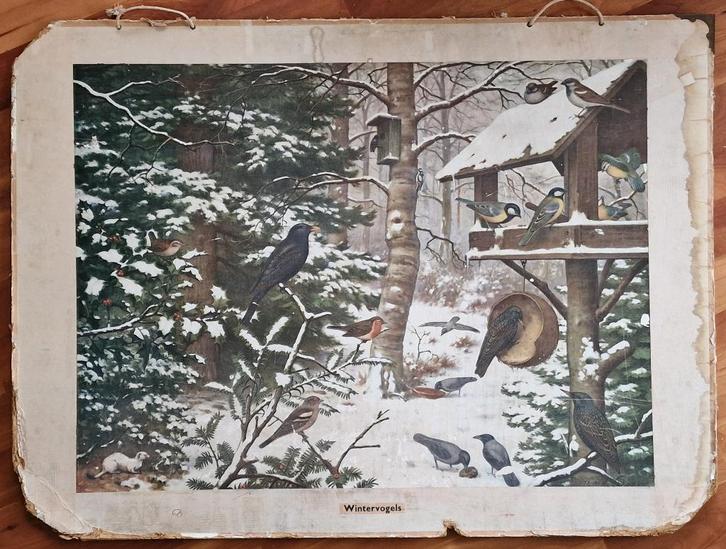 Schoolplaat "Wintervogels" / M.A. Koekkoek, Antiek en Kunst, Antiek | Schoolplaten, Natuur en Biologie, Ophalen