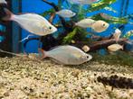 Melanotaenia Preacox - diamant regenboog, Vis, Zoetwatervis, Schoolvis
