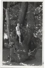 Overveen, Holle boom van "Kraantje-Lek" Opruimingskaart, Verzenden, 1940 tot 1960, Ongelopen, Noord-Holland