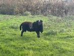 Dekram ruischaap, Dieren en Toebehoren, Schapen, Geiten en Varkens, Mannelijk, Schaap