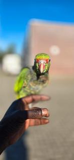 Wijnborstamazone, Dieren en Toebehoren, Vogels | Parkieten en Papegaaien, Vrouwelijk, Papegaai, Geringd