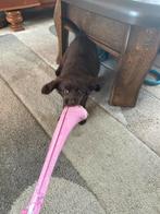 Nog 2 prachtige dames met pomhaar mogen t nestje verlaten!, Dieren en Toebehoren, Honden | Chihuahua's en Gezelschapshonden, Overige rassen