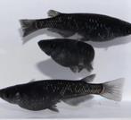 Medaka Midnight Black - Japanse Rijstvis eitjes te koop, Dieren en Toebehoren, Vissen | Aquariumvissen, Vis