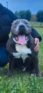 Dekreu Super Mooi American Bully XL D.B.K.C, Reu, 1 tot 2 jaar, Eén hond, Nederland