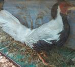 Vitrine met opgezette zilverfazant, taxidermie, Ophalen, Zo goed als nieuw, Vogel, Opgezet dier