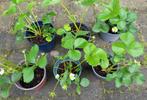 Aardbeien plantjes bio, Tuin en Terras, Planten | Tuinplanten, Zomer, Vaste plant, Fruitplanten, Ophalen